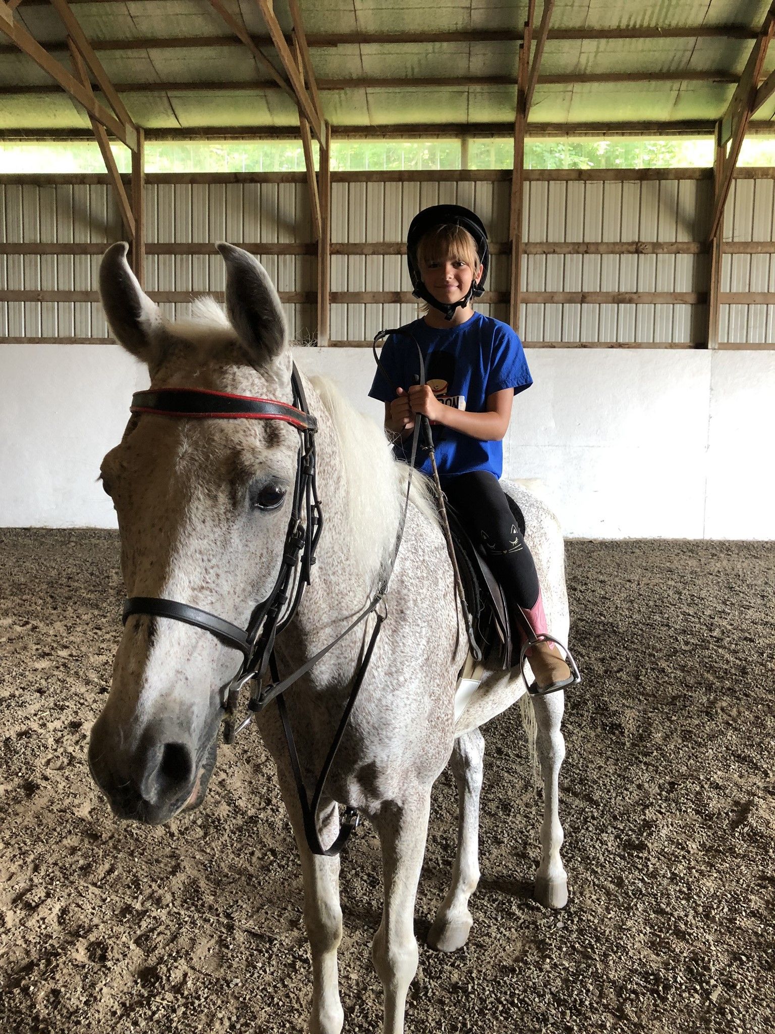 Horse trotting in the arena at Four Willows Farm