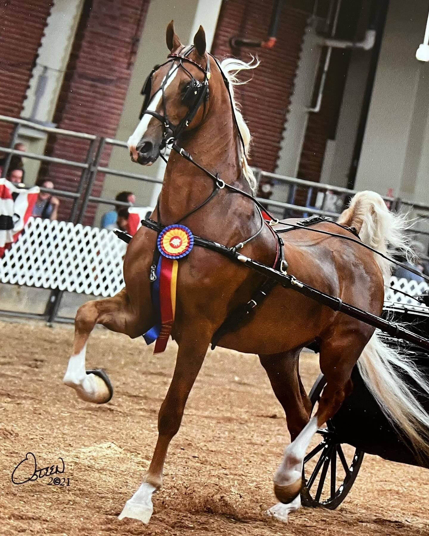 Equestrian competition rider at Four Willows Farm